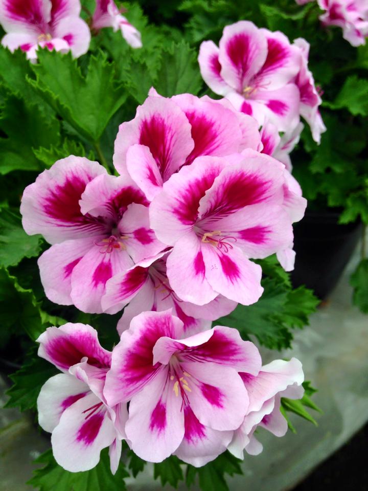 martha washington geraniums bi color