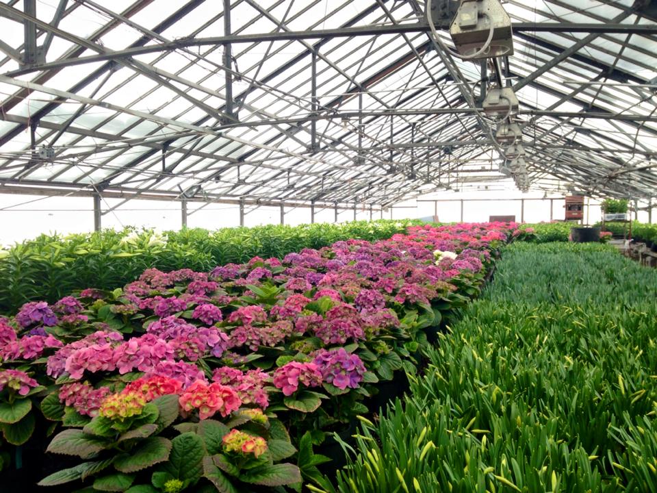 spring greenhouses